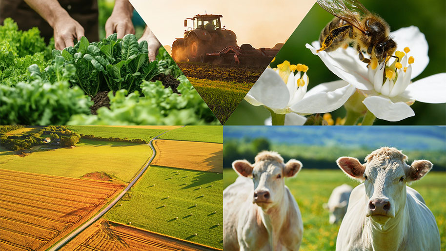 Montage photos - agriculture sciences